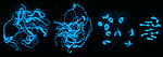 fours stages in meiosis of ragwort