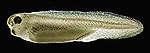 Tadpole