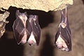 Bats roosting