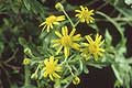 Oxford ragwort plant