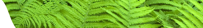 Ferns