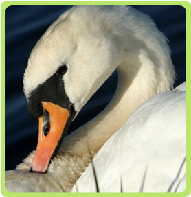 Swan