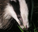 Badger