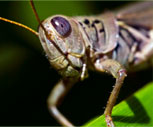 Grasshopper