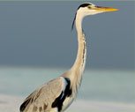 Heron