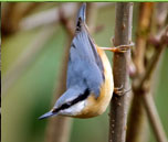 Nuthatch
