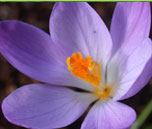 Crocus