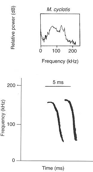 echolocation calls