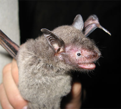 Myotis chinensis