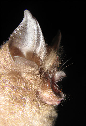 Rhinolophus yunanensis