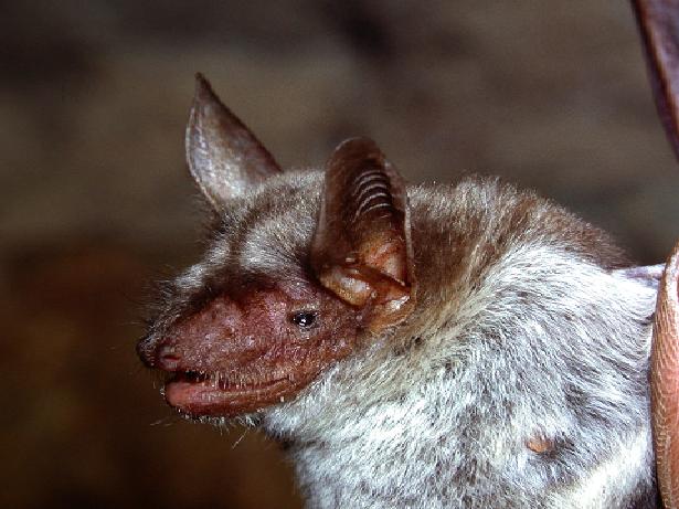 Myotis chinensis