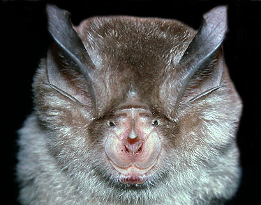 Rhinolophus ferrumequinum