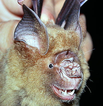 Hipposideros pratti