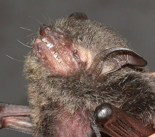 Myotis horsfieldii