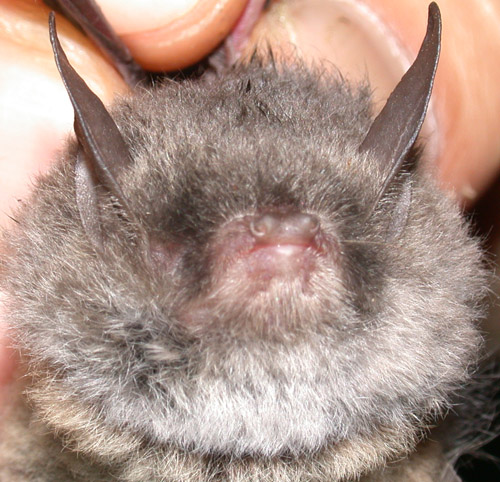 Myotis laniger