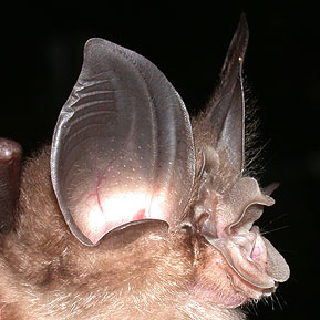 Rhinolophus macrotis