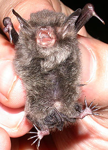 Myotis siligorensis