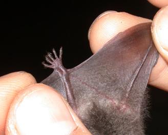 Myotis siligorensis