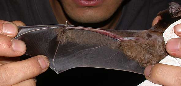 Nyctalus underwing