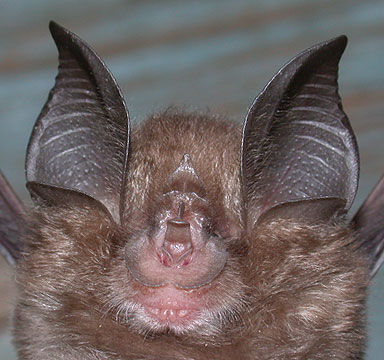 Rhinolophus osgoodi