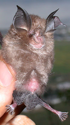 Rhinolophus osgoodi