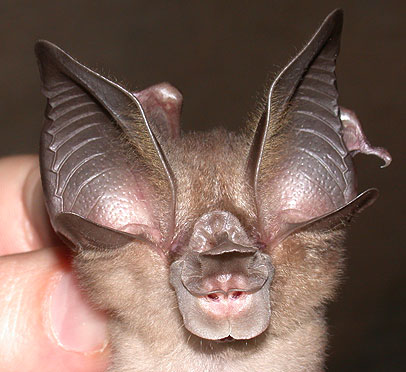 Rhinolophus rex