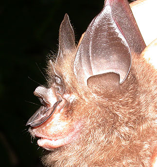 Rhinolophus pearsoni