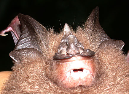 Rhinolophus pearsoni