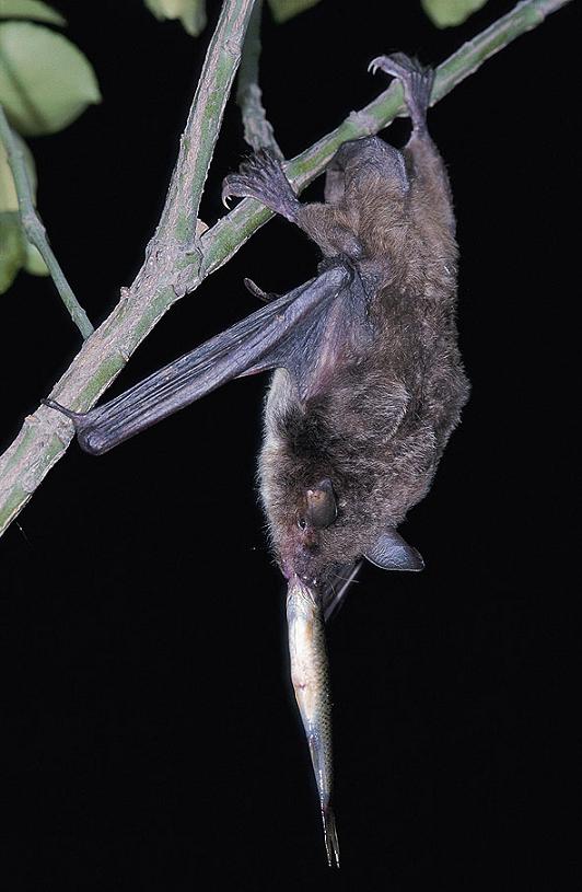 M. ricketti eating fish