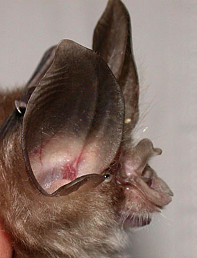 Rhinolophus siamensis