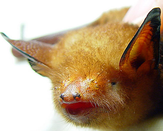 Myotis formosus