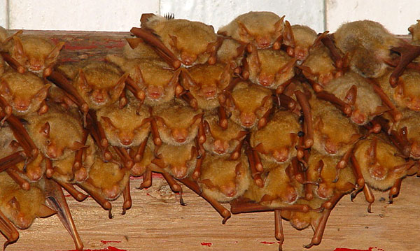 Myotis formosus