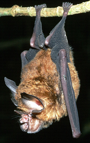 Rhinolophus stheno