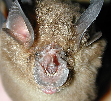 Rhinolopus stheno