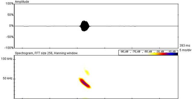 spectrogram of M. ricketti call