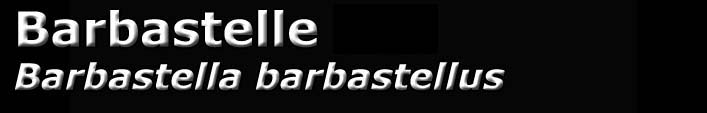 Barbastelle, Barbastella barbastellus