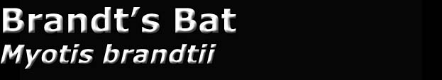 Brandt's bat, Myotis brandtii