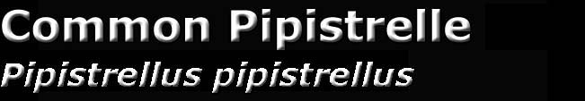 Common Pipistrelle,Pipistrellus pipistrellus