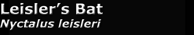 Leisler's bat, Nyctalus leisleri