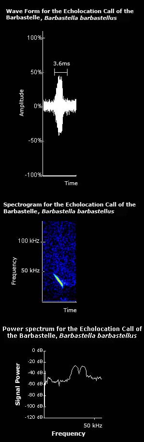 Wave form, spectrogram and power spectrum for the echolocation call of the barbastelle 