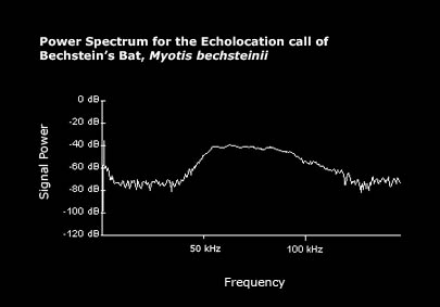 Power spectrum for the echolocational call of Bechstein's bat