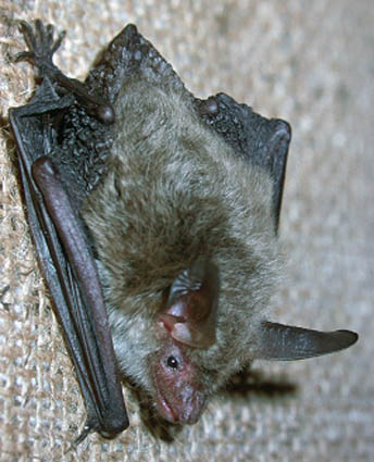 Photograph of a Bechstein's bat