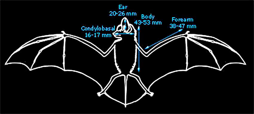 Diagram showing average body measurements of Bechstein's bats