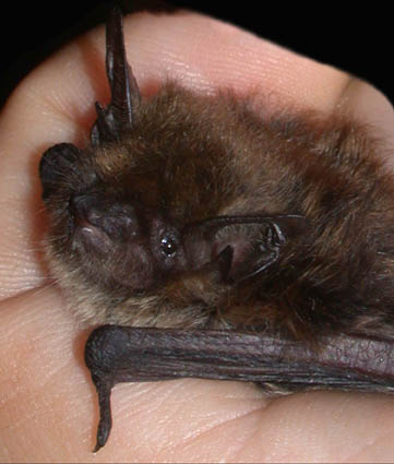 Photograph of Brandt's bat