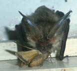 Brown long-eared bat eating a moth