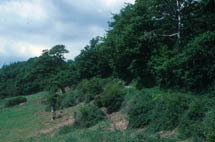 Woodland and sheltered valley habitat
