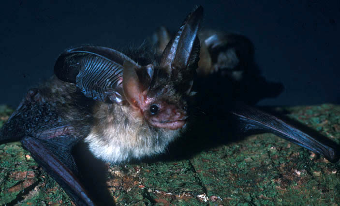 Photograph of a brown long-eared bat
