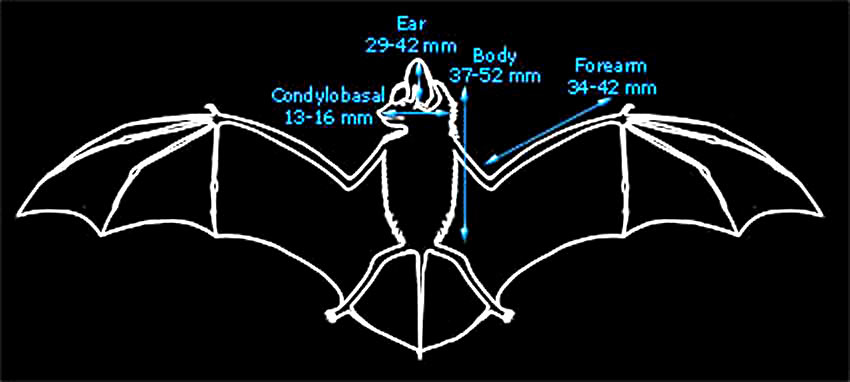 Diagram showing average body measurements of brown long-eared bats