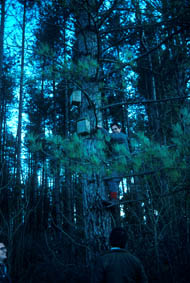 Common pipistrelle bat boxes