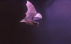 Common pipistrelle in flight
